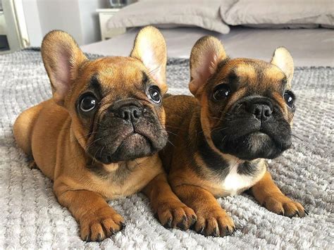 französische bulldogge welpen mit nase Kleinanzeigen kaufen.